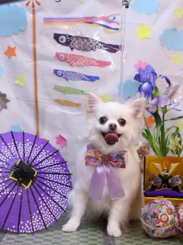 20240524シロくん